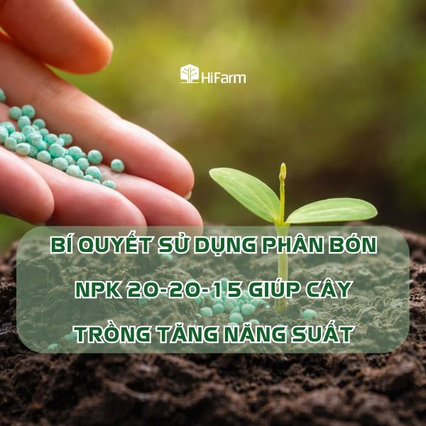 Kinh nghiệm dùng phân NPK 20-20-15 đạt năng suất cao
