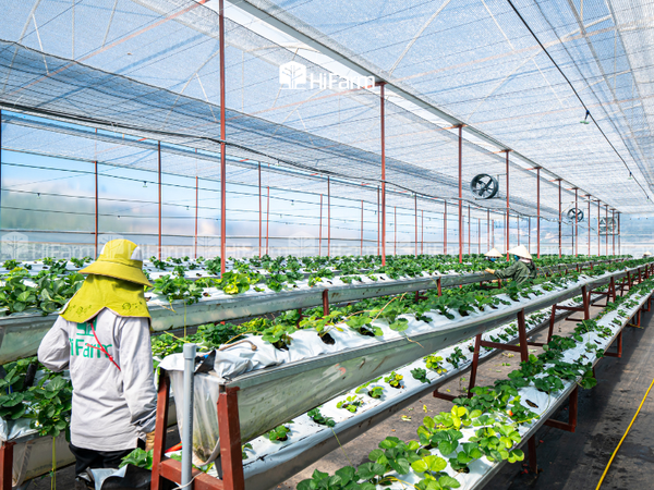 Nông nghiệp công nghệ cao là gì? Giải pháp cho tương lai bền vững