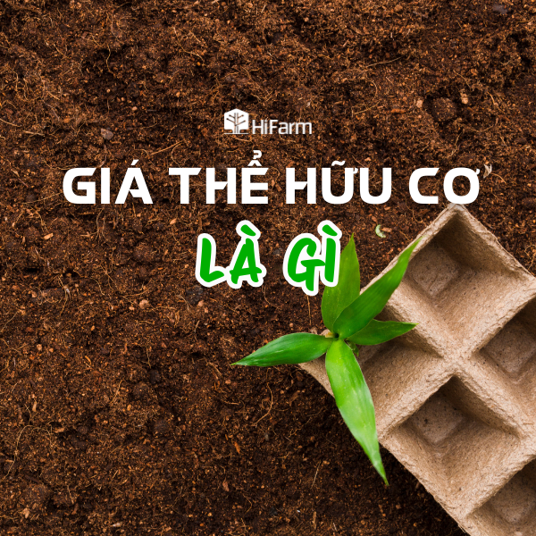 Gía thể hữu cơ là gì và những điều cần biết