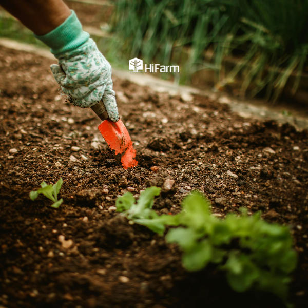 Giá thể trồng cây là gì