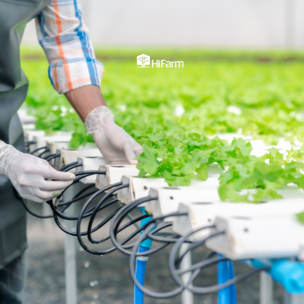 Giải pháp đối với nông nghiệp xanh