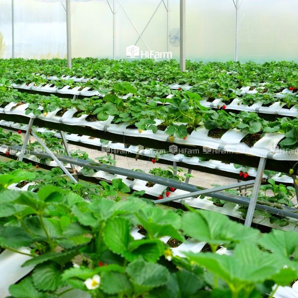 Triển khai mô hình nông nghiệp tuần hoàn trong thực tế