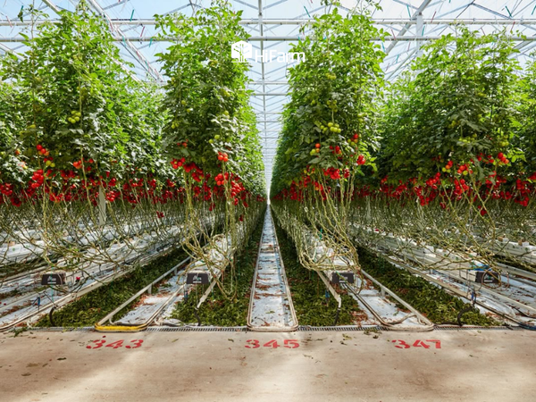 Giải pháp giảm rào cản khi triển khai mô hình nông nghiệp công nghệ cao