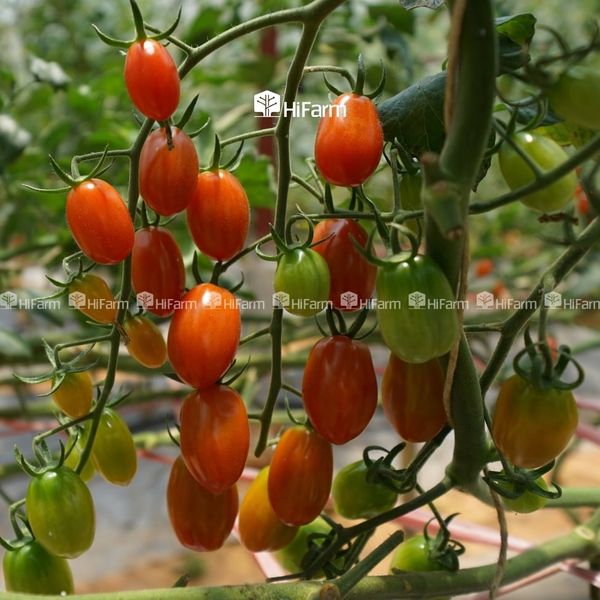 Xu hướng và tiềm năng phát triển cà chua cherry tại Việt Nam