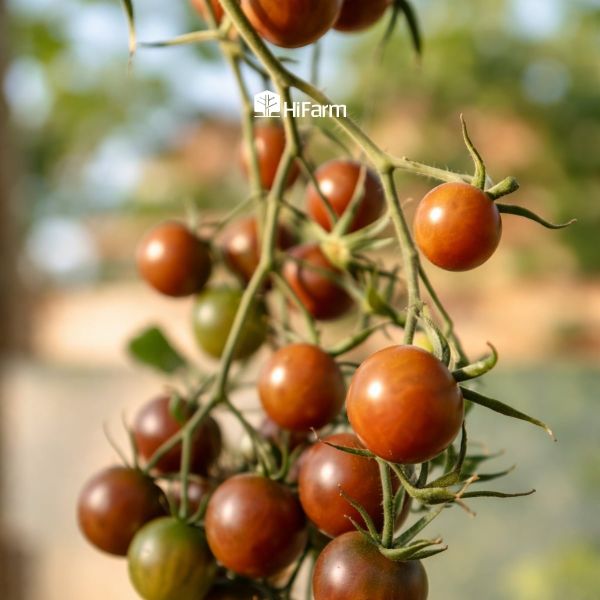 Nhiệt độ thích hợp cho sự phát triển của cà chua socola