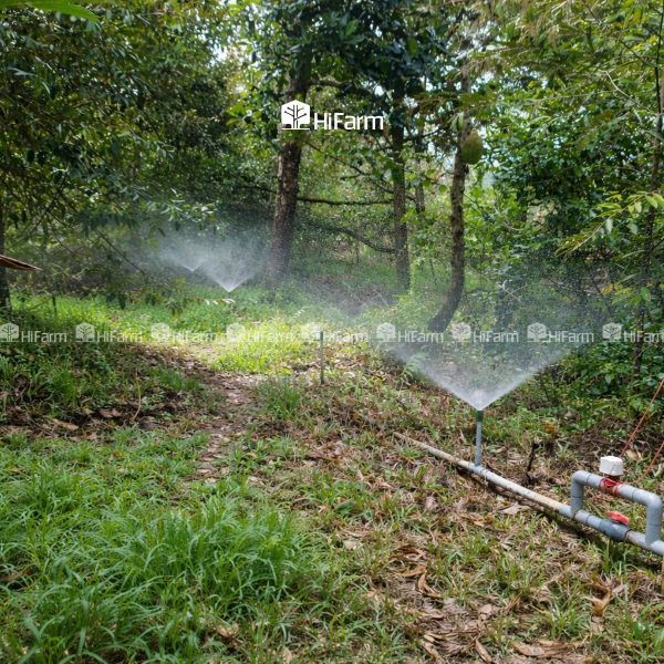 Hệ thống tưới phun mưa trong canh tác