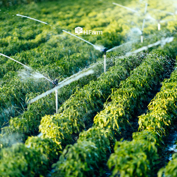 Hệ thống tưới tiết kiệm nước