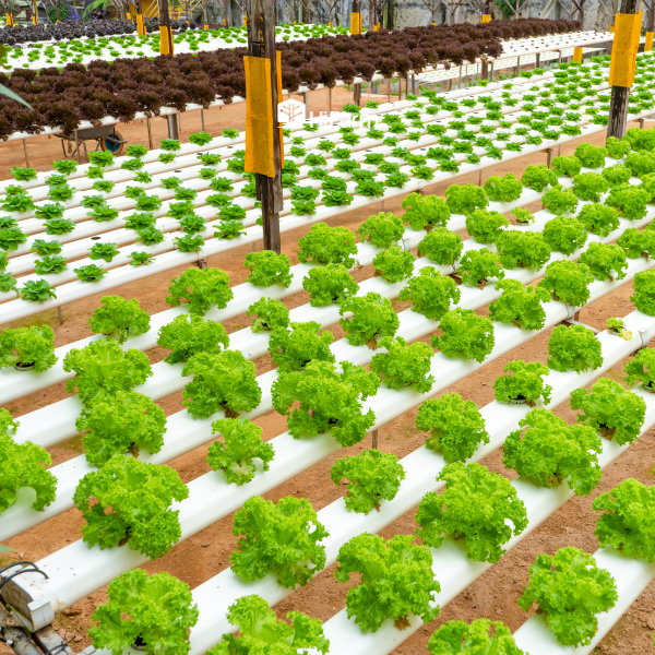 Mô hình nông nghiệp xanh - mô hình trồng rau thủy canh