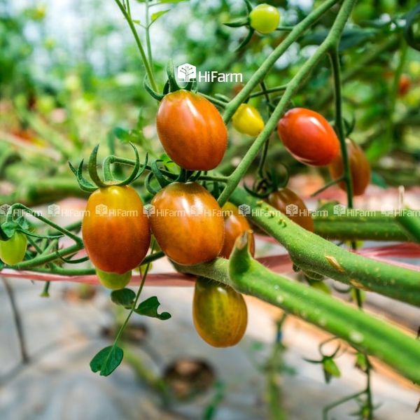 Thời gian thu hoạch và cách bảo quản cà chua cherry
