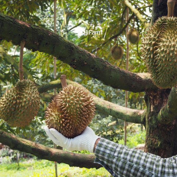 Thời vụ thu hoạch sầu riêng là khi nào?