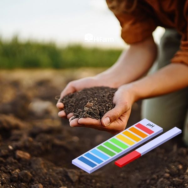 Phân đạm amoni không thích hợp cho đất có độ chua cao