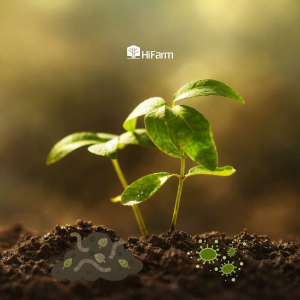 Phân vi sinh ảnh hưởng như thế nào đến sự sinh trưởng của cây?