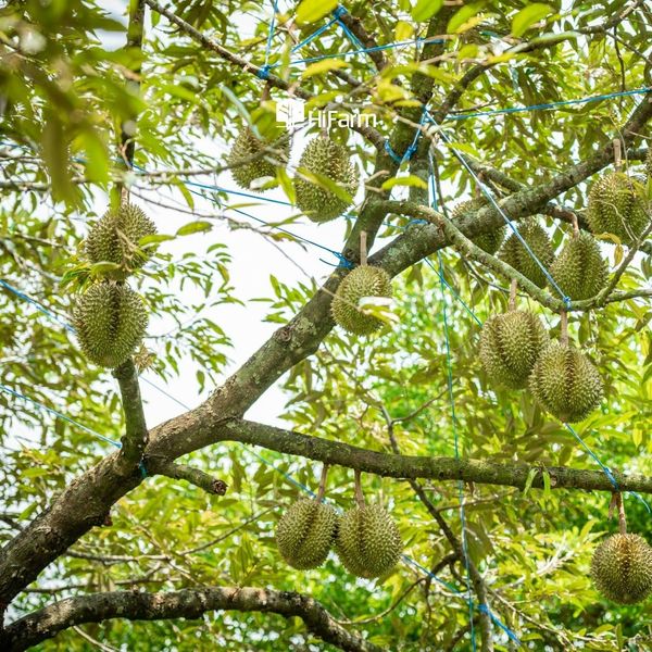 Quy trình 7 bước phục hồi sầu riêng sau thu hoạch chuẩn