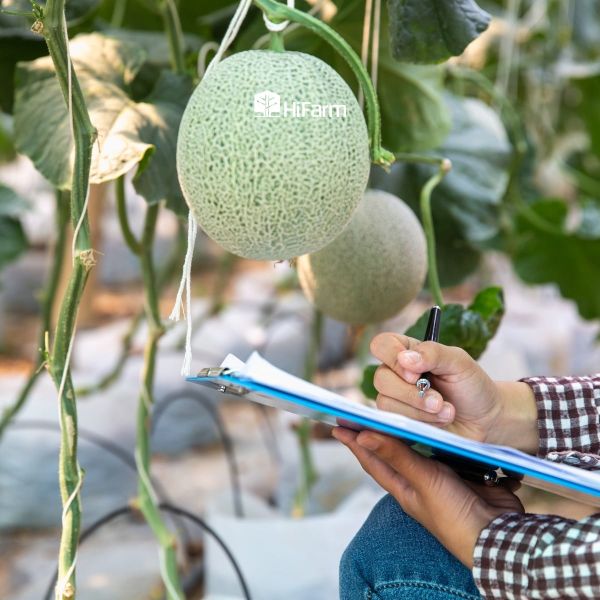 Hướng dẫn chăm sóc cây dưa lưới đúng cách