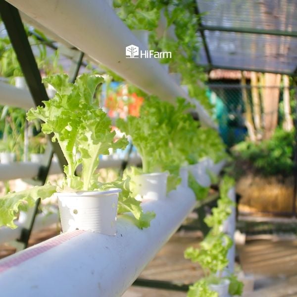 Lợi ích nổi bật của nông nghiệp hữu cơ mang lại