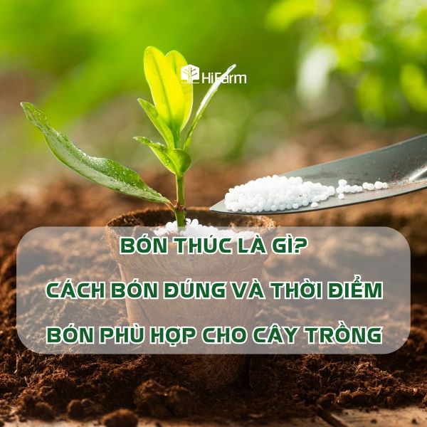Phương pháp bón thúc và thời điểm áp dụng hiệu quả cho cây trồng