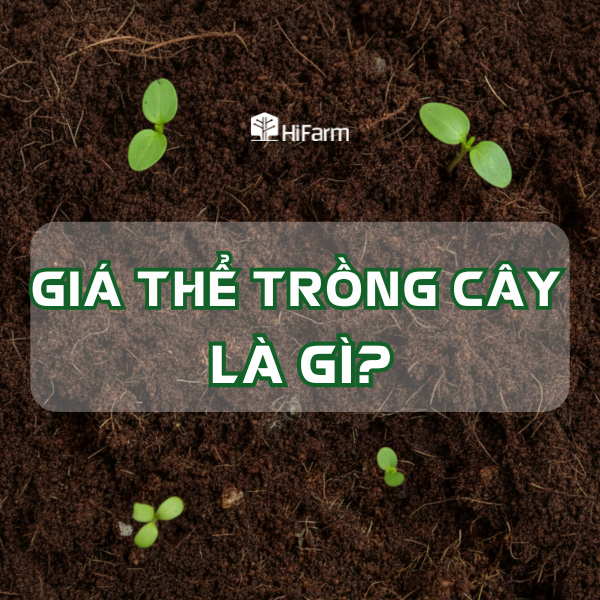 Giá thể trồng cây là gì trong canh tác nông nghiệp hiện đại