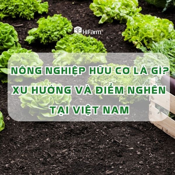 Nông nghiệp hữu cơ là gì? Xu hướng và điểm nghẽn tại Việt Nam