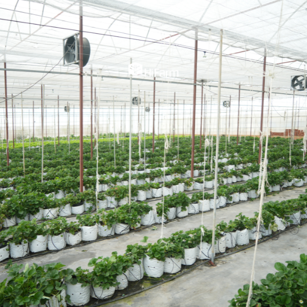 Lợi ích thiết thực khi sử dụng giá thể hữu cơ trong nhà kính