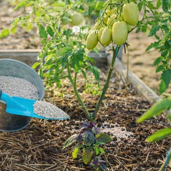 Giai đoạn kết trái phù hợp để bón thúc
