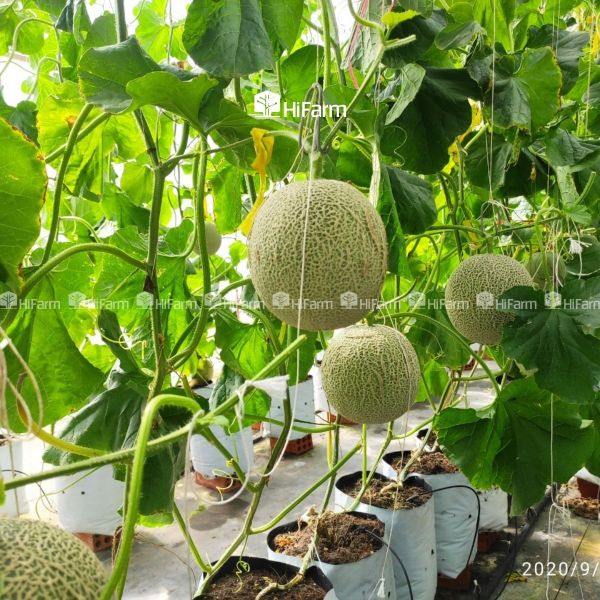 Những điều kiện cần thiết trước khi trồng dưa lưới