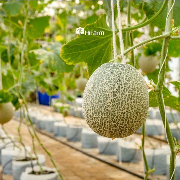 Giá trị kinh tế cao khiến dưa lưới ngày càng được ưa chuộng