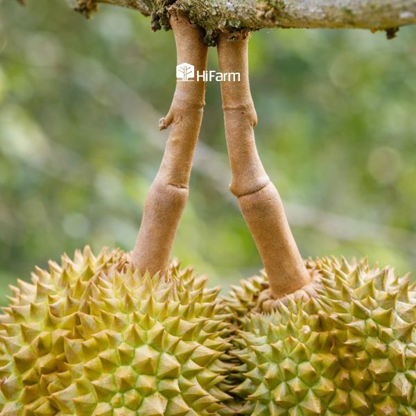 Nhận biết sầu riêng ngon đúng mùa qua phần cuống