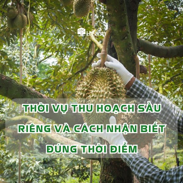 Thời vụ thu hoạch sầu riêng và cách nhận biết đúng thời điểm