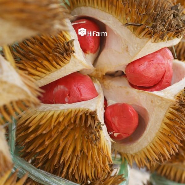Khả năng trồng Musang King ruột đỏ tại Việt Nam với điều kiện khí hậu phù hợp