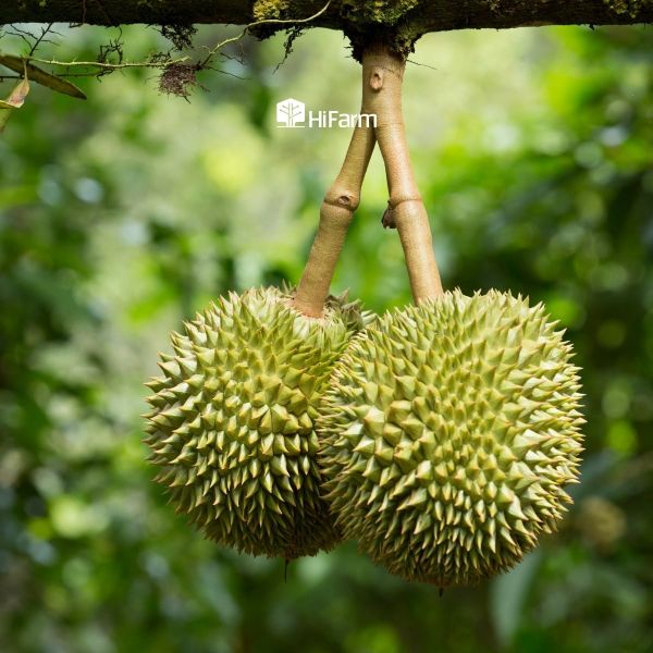 Cách nhận biết sầu riêng đến thời điểm thu hoạch