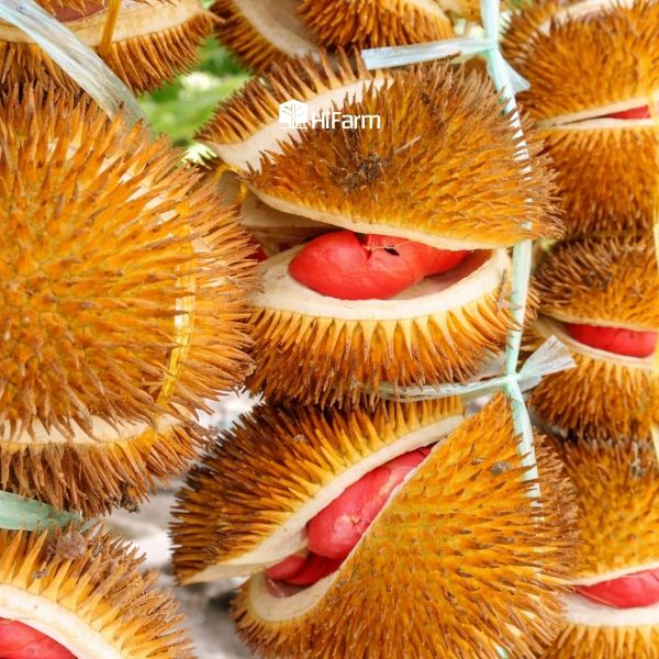 Khả năng trồng giống Musang King ruột đỏ tại Việt Nam