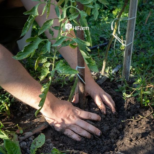 Khâu chuẩn bị trước khi trồng cà chua