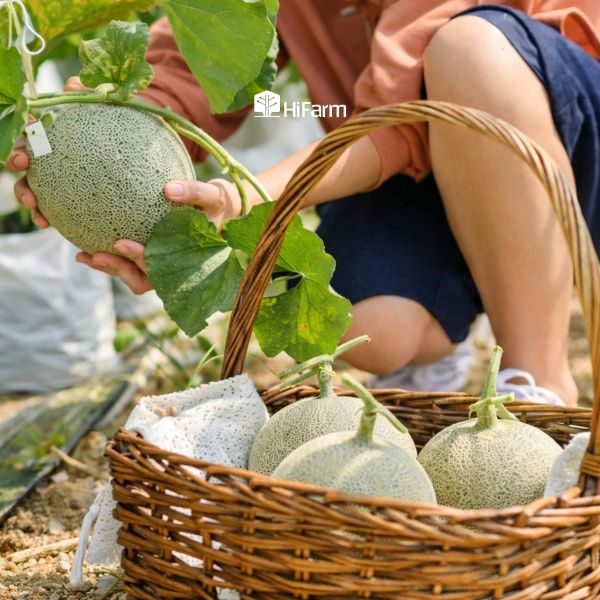 Khi nào nên thu hoạch dưa lưới