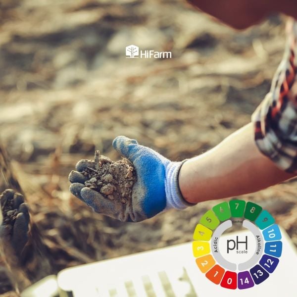 Đất kiềm làm giảm hiệu quả phân đạm amoni