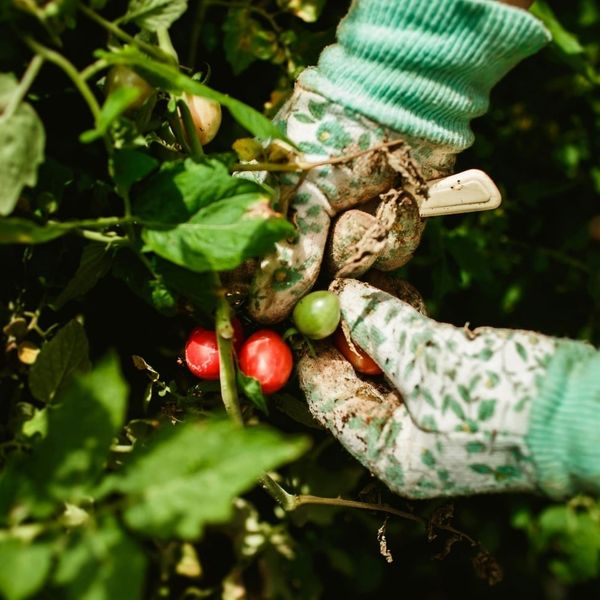 Kỹ thuật trồng cà chua cherry