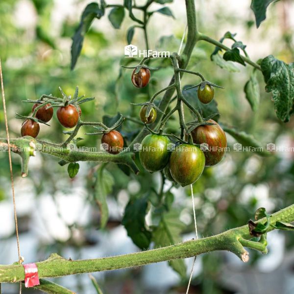 Kỹ thuật trồng cà chua socola chuẩn