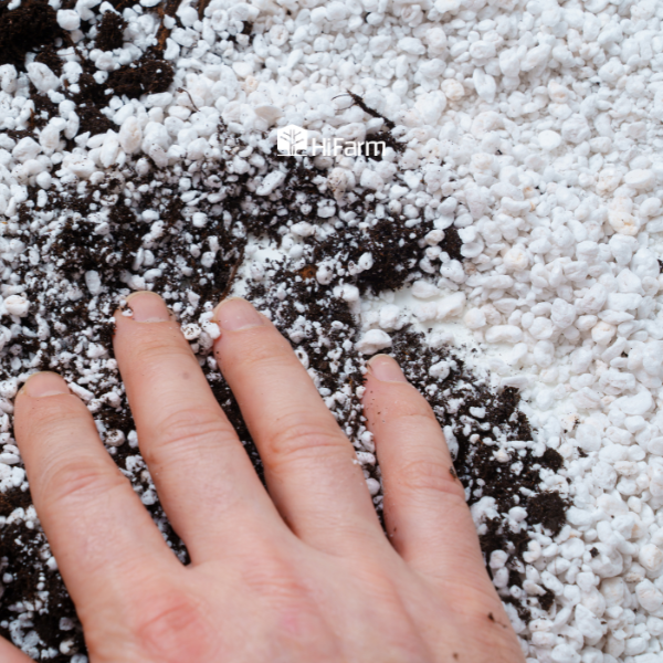 Loại giá thể trồng cây - đá Perlite