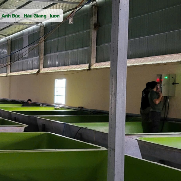 Giải pháp thay nước cho lươn tự động