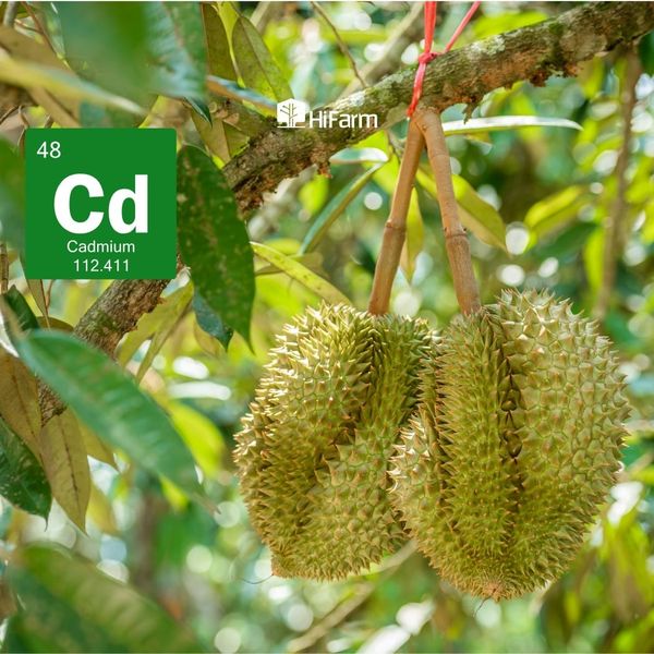 Thực trạng nhiễm cadimi trong sầu riêng tại Việt Nam
