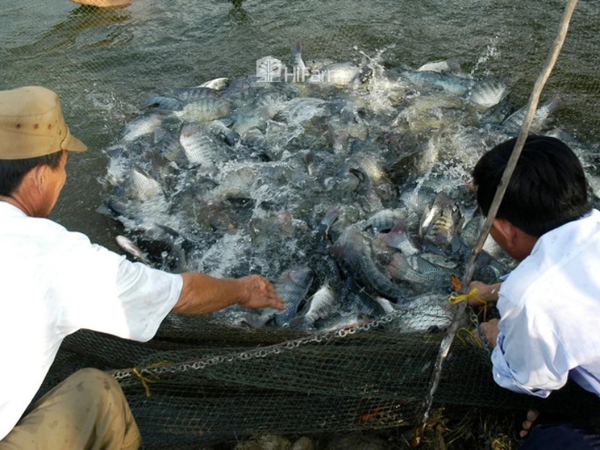 Việt Nam đứng trước cơ hội lớn với kim ngạch xuất khẩu tăng mạnh đến năm 2031