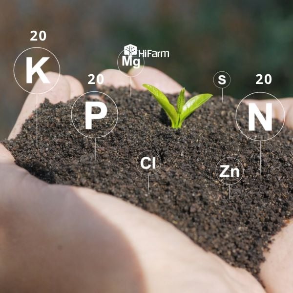 Phân bón lá 20-20-20 gồm những gì và mang lại lợi ích ra sao?