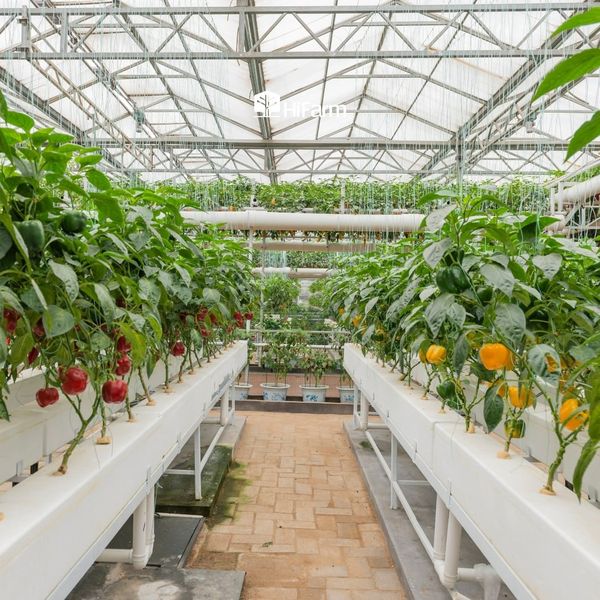 Phân biệt sản phẩm nông nghiệp hữu cơ và sản phẩm sạch