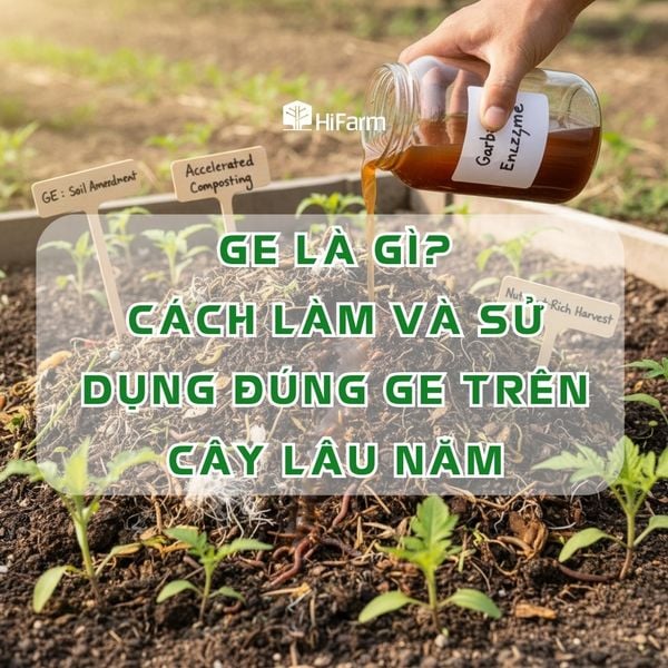 GE là gì? Cách làm và sử dụng đúng GE trên cây lâu năm