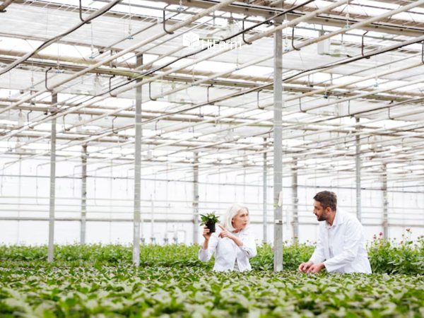 Mô hình nhà kính, nhà màng thông minh