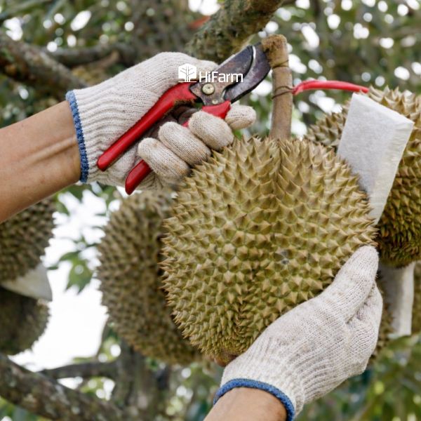 Một số lưu ý khi thu hoạch sầu riêng