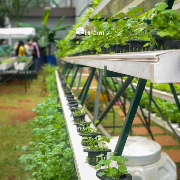 Một số mô hình Aquaponics phổ biến