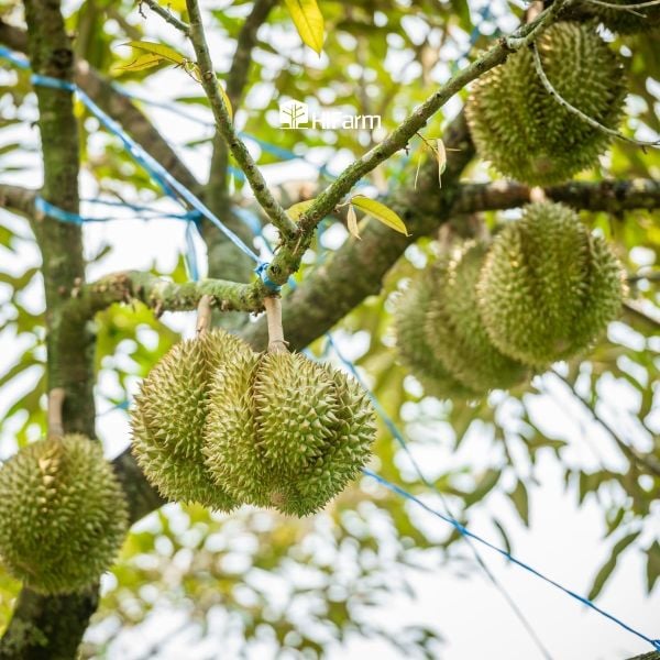 Tháng mua sầu riêng ngon và giá hợp lý nhất