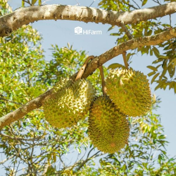 Mùa sầu riêng tháng mấy trong năm?