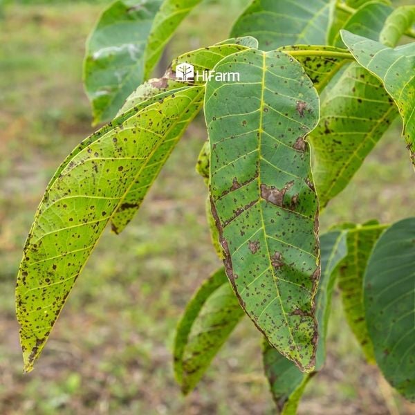 Dấu hiệu nhận biết cây trồng bị nhiễm Cadimi nặng