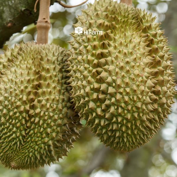 Nhận biết sầu riêng chín tới dựa vào gai quả